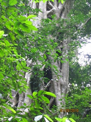 Parasite tree photo