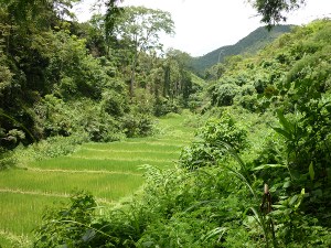 Rice paddies photo