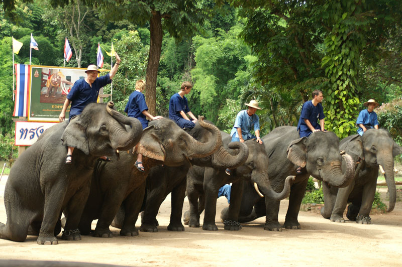 Thai elephant art photo