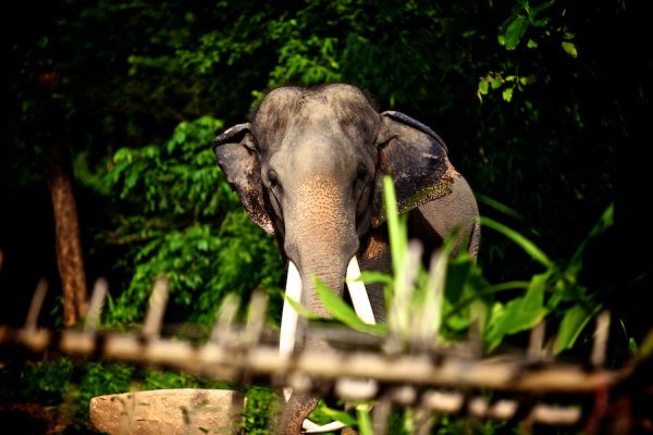 The majestic Thai elephant photo