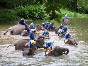 Elephant bathing photo