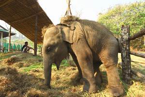 Thai elephant art photo